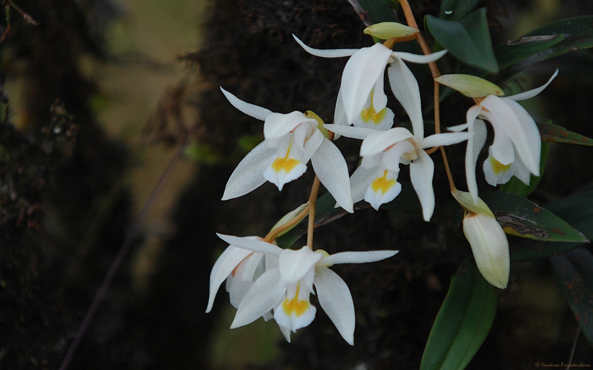 Coelogyne odoratissima Lindl.